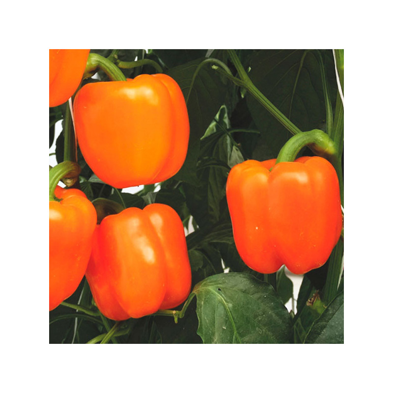  Pimiento Mozart 1000semillas, Semillas de pimiento Blocky Naranja Indeterminado, Enza Zaden 1523.728814 Pimiento Mozart 1000sem