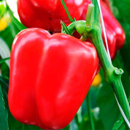  Pimiento Plutonio 1000semillas, Semillas de pimiento Blocky Rojo, Enza Zaden 1740.677966 Pimiento Plutonio 1000semillas, Semill