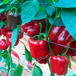  Pimiento Procraft 1000semillas, Semillas de pimiento Blocky Rojo, Enza Zaden 253.389831 Pimiento Procraft 1000semillas, Semilla