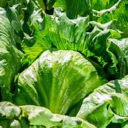  Lechuga Oriola 5000semillas, Semillas de lechuga Iceberg, Enza Zaden 158.474576 Lechuga Oriola 5000semillas, Semillas de lechug