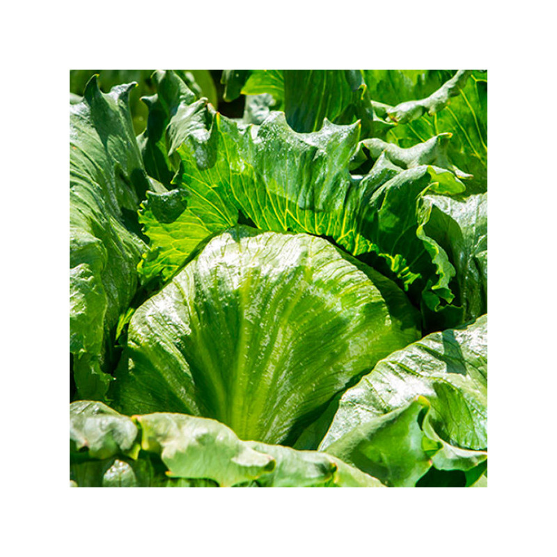  Lechuga Oriola 5000semillas, Semillas de lechuga Iceberg, Enza Zaden 158.474576 Lechuga Oriola 5000semillas, Semillas de lechug