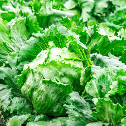 Lechuga Oriola 5000semillas, Semillas de lechuga Iceberg, Enza Zaden 158.474576 Lechuga Oriola 5000semillas, Semillas de lechug