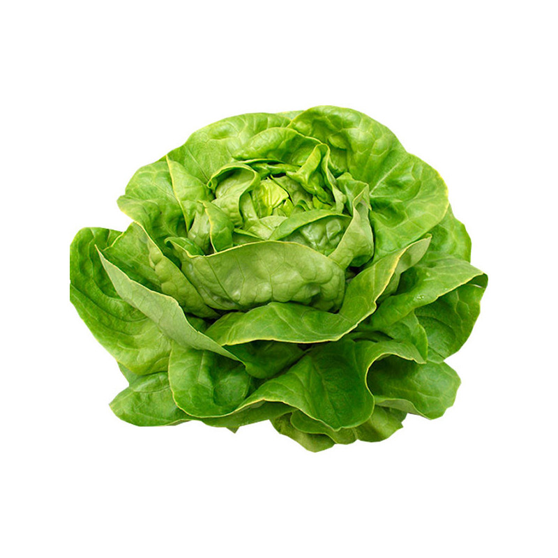  Lechuga Volare 5000semillas, Semillas de lechuga Butterhead Greenhouse, Enza Zaden 355.932203 Lechuga Volare 5000semillas, Semi