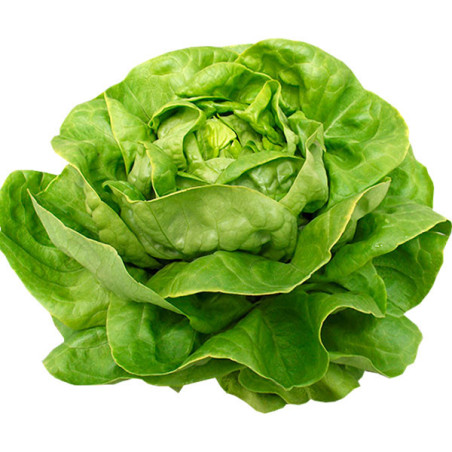  Lechuga Volare 5000semillas, Semillas de lechuga Butterhead Greenhouse, Enza Zaden 355.932203 Lechuga Volare 5000semillas, Semi