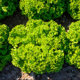  Lechuga Ilema 5000semillas, Semillas de lechuga Lollo Bionda, Enza Zaden 261.016949 Lechuga Ilema 5000semillas, Semillas de lec