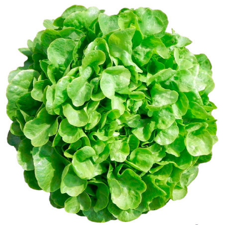  Lechuga Vizir 5000semillas, Semillas de lechuga Hoja de Roble Verde, Enza Zaden 189.830508 Lechuga Vizir 5000semillas, Semillas