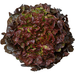  Lechuga Mathix 5000semillas, Semillas de lechuga Hoja de Roble Roja, Enza Zaden 231.355932 Lechuga Mathix 5000semillas, Semilla