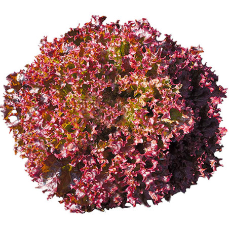  Lechuga Azirka 5000semillas, Semillas de lechuga Lollo Rosa, Enza Zaden 215.999999 Lechuga Azirka 5000semillas, Semillas de lec