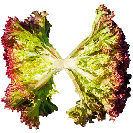  Lechuga Tuska 5000semillas, Semillas de lechuga Lollo Rosa, Enza Zaden 190.677966 Lechuga Tuska 5000semillas, Semillas de lechu