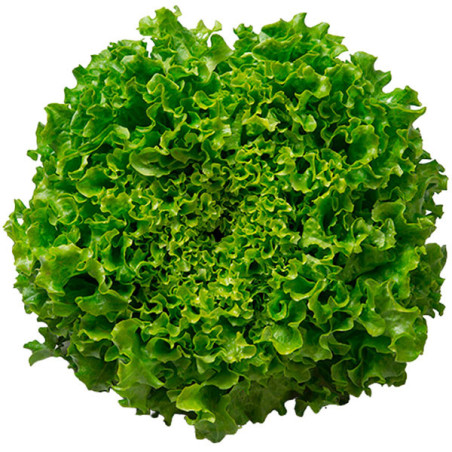  Lechuga Ezabel 5000semillas, Semillas de lechuga Eazyleaf, Enza Zaden 341.525424 Lechuga Ezabel 5000semillas, Semillas de lechu