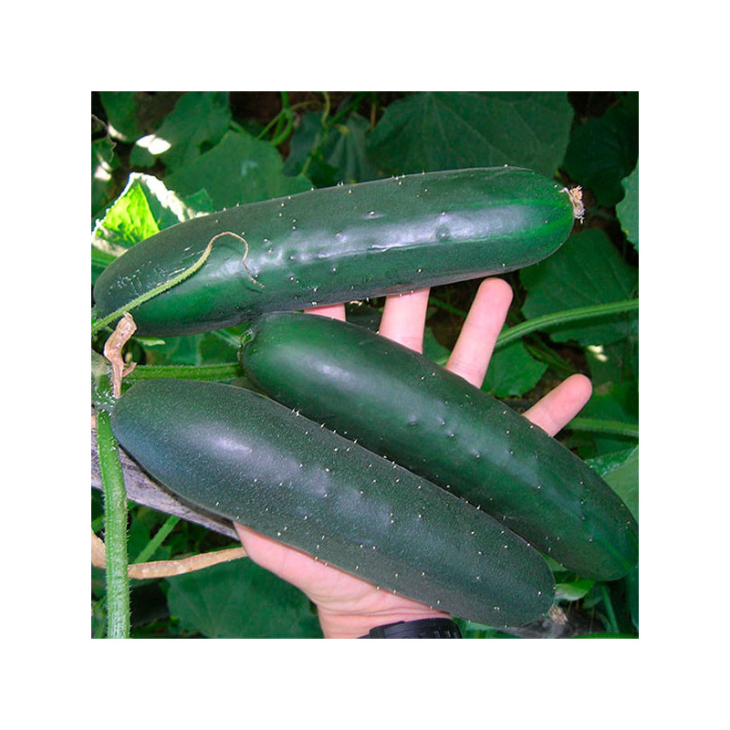  Pepinillo Aladdin 3000semillas, Semillas de pepinillo hibrido, Topseed 225 Pepinillo Aladdin 3000semillas, Semillas de pepinill