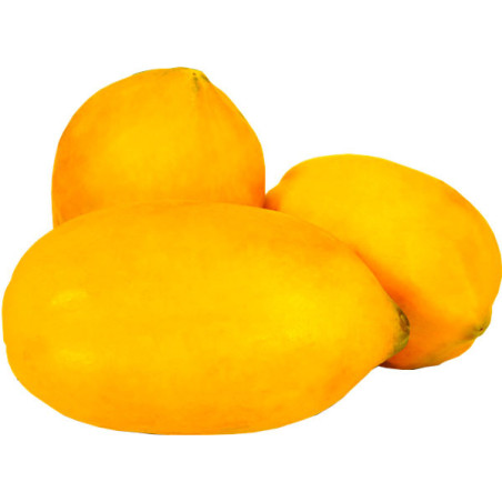  Papaya Blondie F1 2500Semillas, Semilla de Papaya Pulpa Amarilla Redondo Alargado, Smundo 1755.932203 Papaya Blondie F1 2500Sem