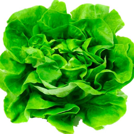  Lechuga White Boston 500gr, Semillas de Lechuga Mantecosa Variedad 167.79661 Lechuga White Boston 500gr, Semillas de Lechuga Ma