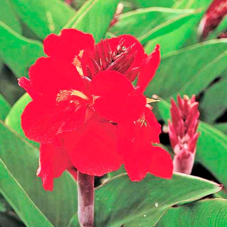  Achira 100Semillas, Semilla Achira Canna Tropical Red Perenne, Maceta, Takii Ball Seed 187.288136 Achira 100Semillas, Semilla A
