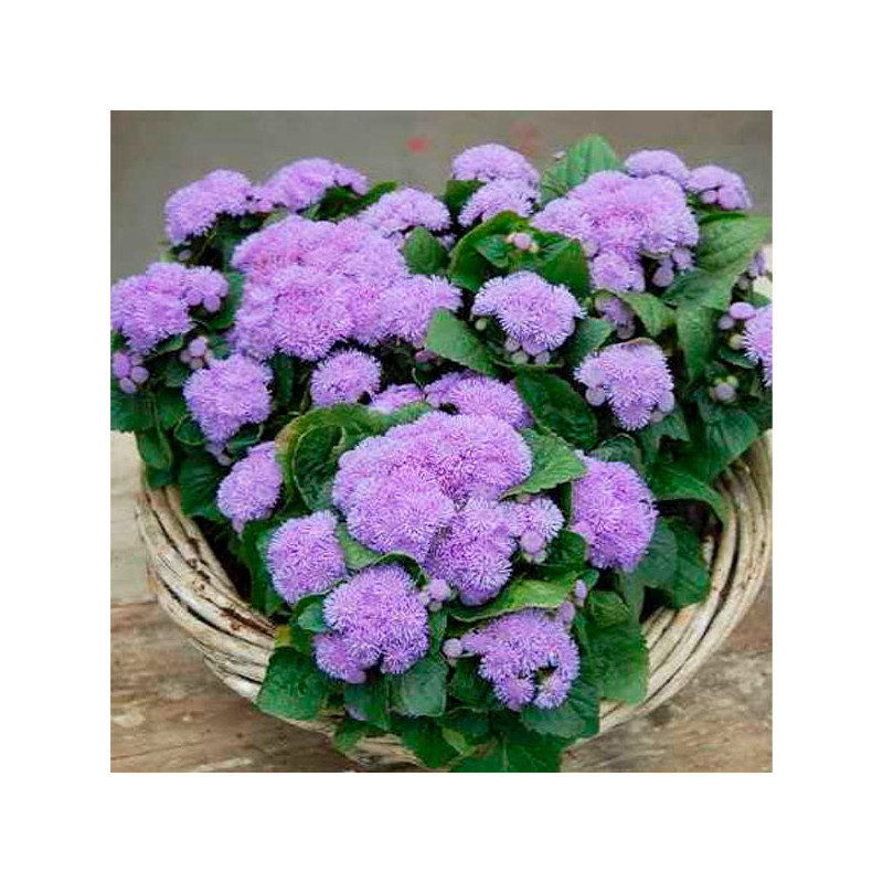  Agerato 1000Semillas, Semilla Ageratum Aloha Blue PLT Anual, Maceta, Ball Seed 88.135593 Agerato 1000Semillas, Semilla Ageratum