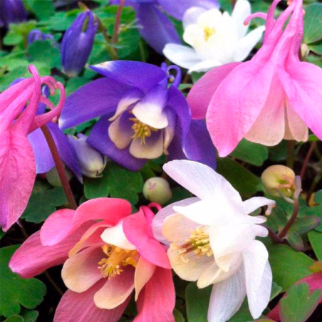 Aquilegia 500Semillas, Semilla Aquilegia Flabellata Cameo Mix Perenne Maceta, Benary FLOWER SEEDS-Aquilegia 500Semillas, Semilla