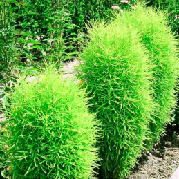  Arbol Chino-Falso Cipres 5gr, Semilla Kochia Shildsii Green Bunch Perenne Maceta, Graines Voltz 61.016949 Arbol Chino-Falso Cip