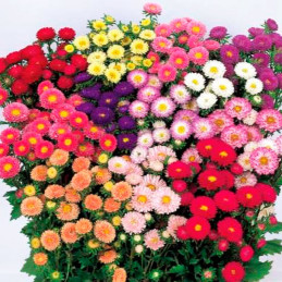  Aster de China 2000Semillas, Semilla Aster Sakata Matsumoto Mix Anual, Flor Corte, Ball Seed 105.084746 Aster de China 2000Semi