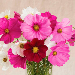  Cosmos 1000Semillas, Semilla Cosmos Sensation Mix Anual, Flor Corte, Ball Seed 50 Cosmos 1000Semillas, Semilla Cosmos Sensation