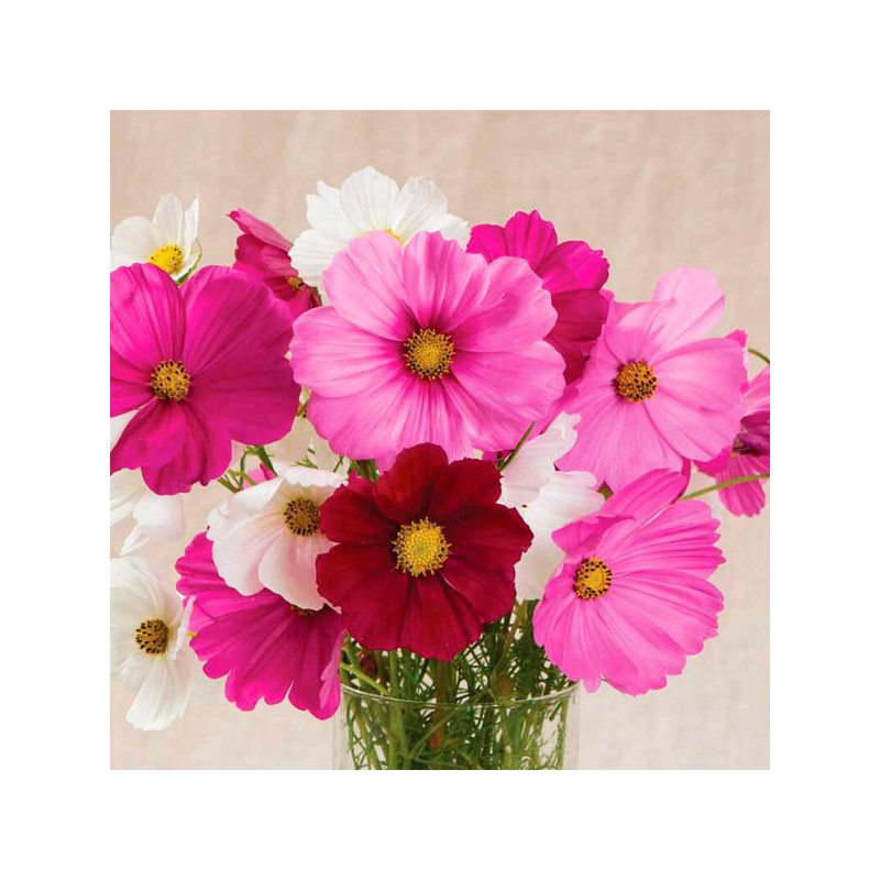  Cosmos 1000Semillas, Semilla Cosmos Sensation Mix Anual, Flor Corte, Ball Seed 50 Cosmos 1000Semillas, Semilla Cosmos Sensation
