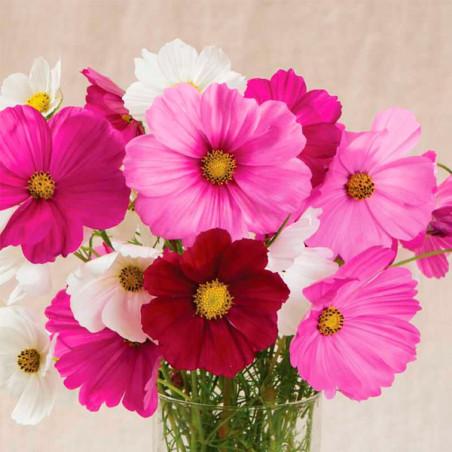 Cosmos 1000Semillas, Semilla Cosmos Sensation Mix Anual, Flor Corte, Ball Seed 50 Cosmos 1000Semillas, Semilla Cosmos Sensation