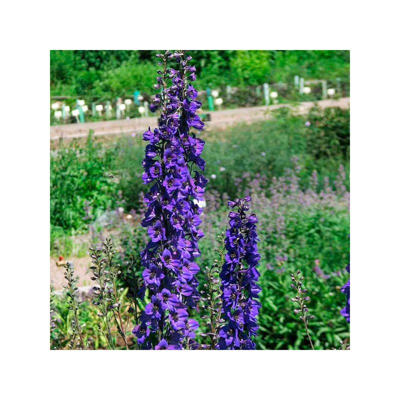  Espuela de Caballero 1000Semillas, Semilla Delphinium Benary Pacific Black Knight Perenne, Flor Corte, Benary 55.084746 Espuela