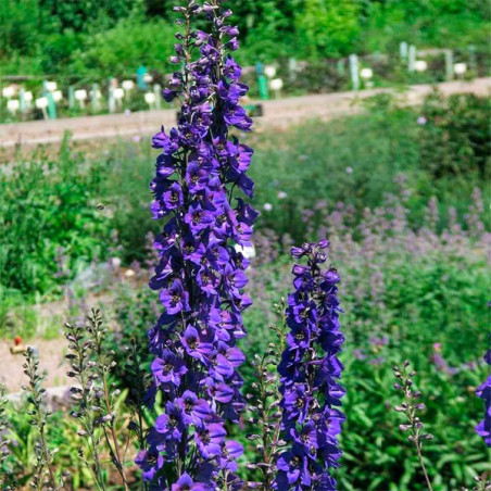  Espuela de Caballero 1000Semillas, Semilla Delphinium Benary Pacific Black Knight Perenne, Flor Corte, Benary 55.084746 Espuela