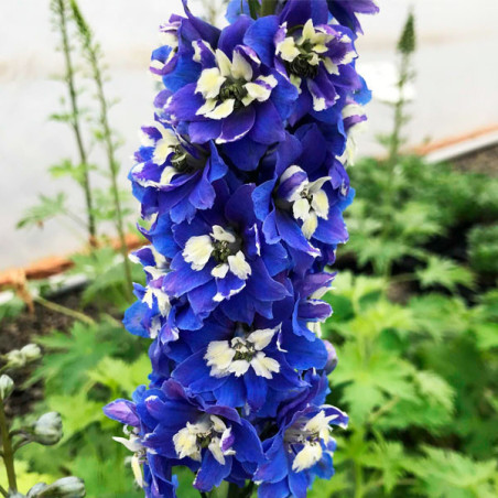  Espuela de Caballero 1000Semillas, Semilla Delphinium Magic Fountains Dark Blue White Bee Perenne, Flor Corte, Benary 55.084746