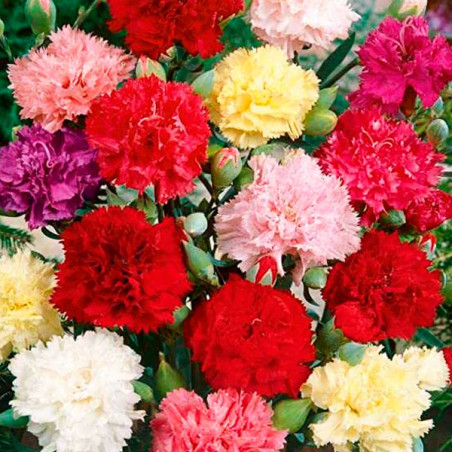 Clavel 5gr, Semilla Dianthus Chabaud Martin Mix- Clavel Alto Perenne, Flor Corte, Graines Voltz FLOWER SEEDS-Clavel 5gr, Semilla