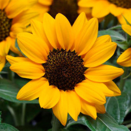 Girasol 500Semillas, Semilla Girasol Sunflower Miss Sunshine Anual, Maceta, Ball Seed 105.084746 Girasol 500Semillas, Semilla G