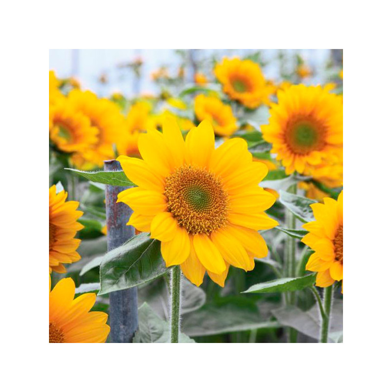  Girasol 1000Semillas, Semilla Girasol Sunflower Sunrich Gold Summer Anual, Flor Corte, Takii 121.186441 Girasol 1000Semillas, S