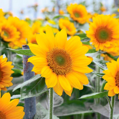  Girasol 1000Semillas, Semilla Girasol Sunflower Sunrich Gold Summer Anual, Flor Corte, Takii 121.186441 Girasol 1000Semillas, S