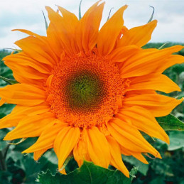  Girasol 1000Semillas, Semilla Girasol Sunflower Sunrich Gold Summer Anual, Flor Corte, Takii 121.186441 Girasol 1000Semillas, S