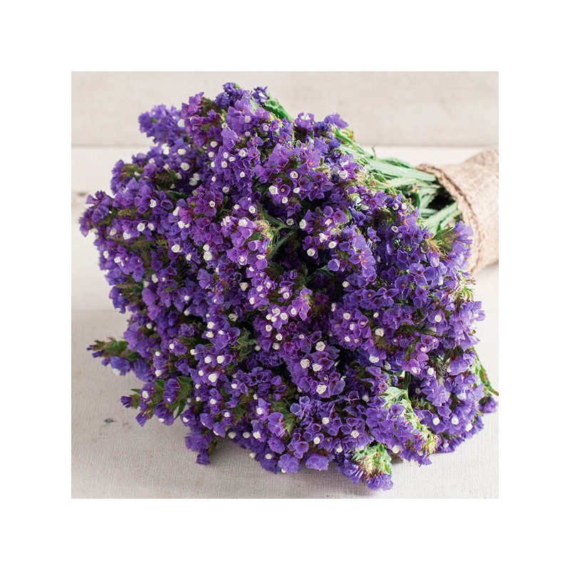  Limonio 1000Semillas, Semilla Statice Seeker Blue Estacional, Flor Corte, Ball Seed 55.084746 Limonio 1000Semillas, Semilla Sta