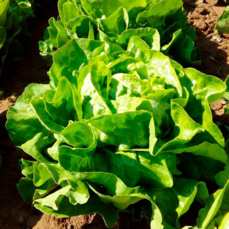  Lechuga Duett 50gr, Semilla de Lechuga Butterhead Seda, Enza Zaden 279.661017 Lechuga Duett 50gr, Semilla de Lechuga Butterhead