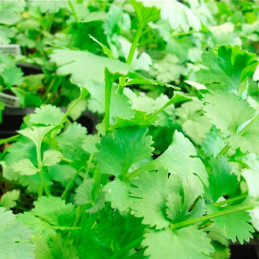  Culantro Long Standing 500gr, Semillas de Culantro 38.135593 Culantro Long Standing 500gr, Semillas de Culantro
Planta de color