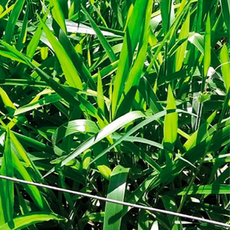  Brachiaria Hibrido Mulato II 20Kg, Semillas de Brachiaria Hibrido, Pasto Tropical, AGP 2251.694915 Brachiaria Hibrido Mulato II