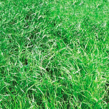  Ryegrass Tama AGP 25Kg, Semillas de Ryegrass, Pasto Forraje Tetraploide Corte, AGP 412.711864 Ryegrass Tama AGP 25Kg, Semillas 