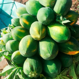  Papaya Blondie F1 2500Semillas, Semilla de Papaya Pulpa Amarilla Redondo Alargado, Smundo 1755.932203 Papaya Blondie F1 2500Sem