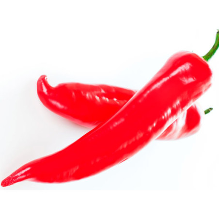  Paprika Papri King 500gr, Semilla de Paprika Dulce Variedad, Pandia Seeds 443.220339 Paprika Papri King 500gr, Semilla de Papri