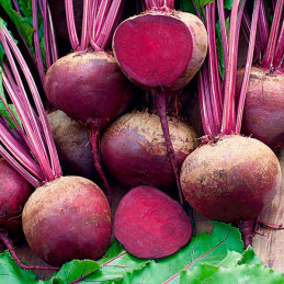  Beterraga Nobol 1Kg, Semilla de Beterraga, HMClause 162.711864 Beterraga Nobol 1Kg, Semilla de Beterraga, HMClause
Raíz globosa