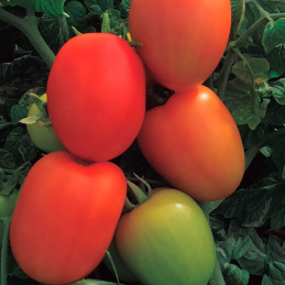  Tomate Coronel 1000Semillas, Semillas de Tomate Hibrido Determinado, Farmex 308.474576 Tomate Coronel 1000Semillas, Semillas de
