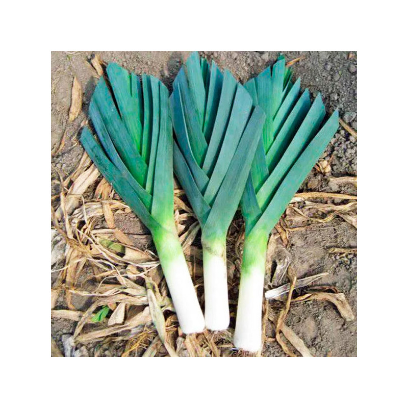  Poro American Flag 500gr, Semillas de Poro 102.542373 Poro American Flag 500gr, Semillas de Poro
La planta tiene hojas azul-ver