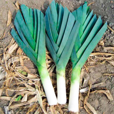  Poro American Flag 500gr, Semillas de Poro 102.542373 Poro American Flag 500gr, Semillas de Poro
La planta tiene hojas azul-ver