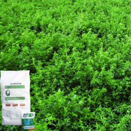  Alfalfa Alfamaster 1Kg, Semillas de alfalfa siembra costa y sierra, AGP 48.305085 Alfalfa Alfamaster 1Kg, Semillas de alfalfa s