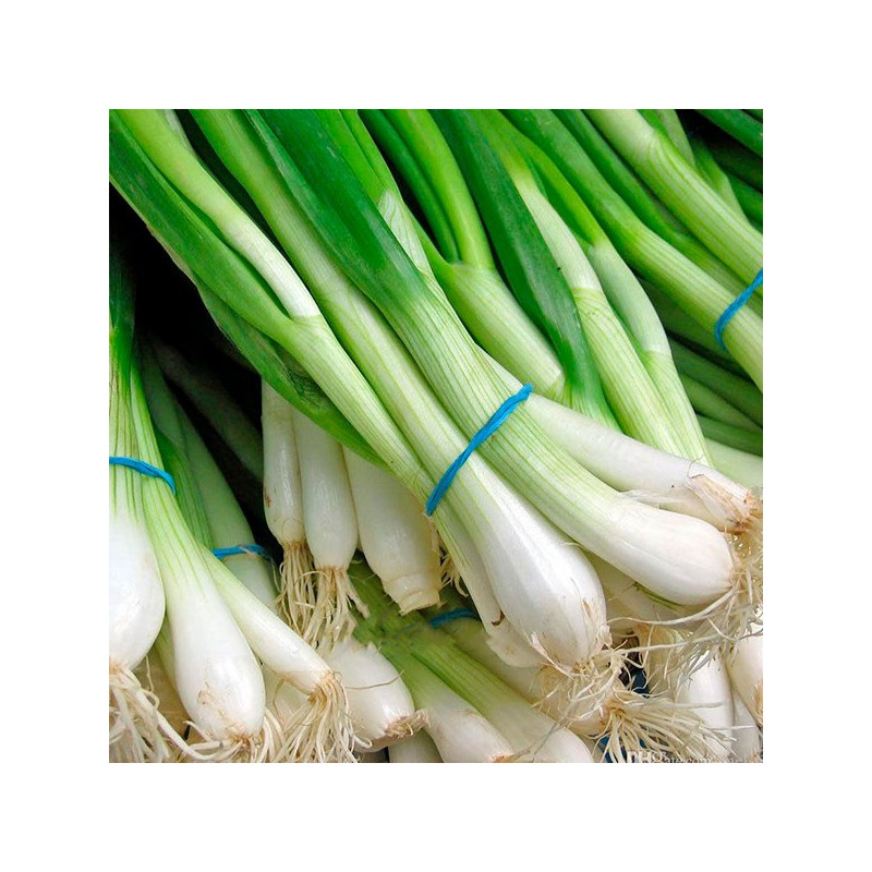  Cebolla China Nebuka 500gr, Semilla de Cebollita China, Bonanza 193.220339 Cebolla China Nebuka 500gr, Semilla de Cebollita Chi