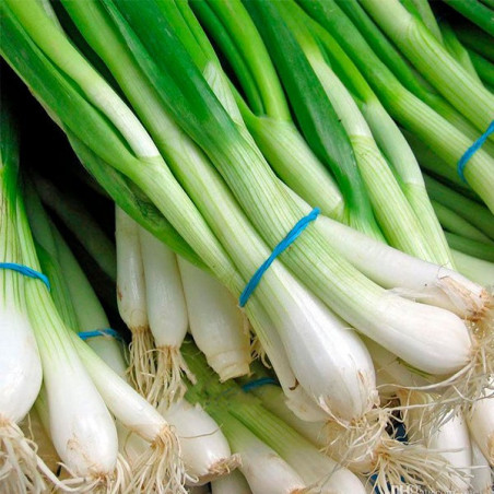  Cebolla China Nebuka 500gr, Semilla de Cebollita China, Bonanza 193.220339 Cebolla China Nebuka 500gr, Semilla de Cebollita Chi