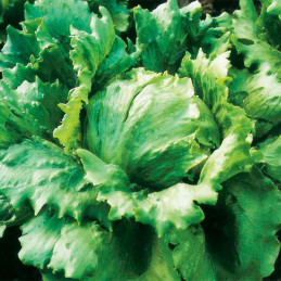  Lechuga Great Lakes 500gr, Semillas de Lechuga americana, Hytec 188.135593 Lechuga Great Lakes 500gr, Semillas de Lechuga ameri