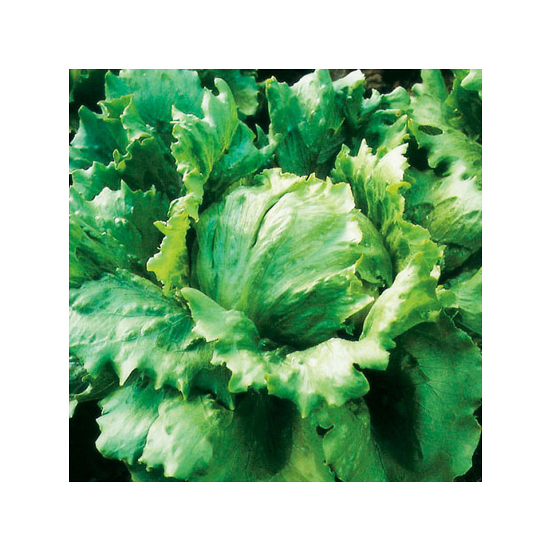  Lechuga Great Lakes 500gr, Semillas de Lechuga americana, Hytec 188.135593 Lechuga Great Lakes 500gr, Semillas de Lechuga ameri