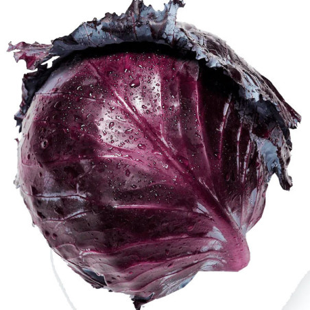  Col Morada Mammouth Red Rock 500gr, Semillas de Col Morada Variedad, SAIS 116.101695 Col Morada Mammouth Red Rock 500gr, Semill